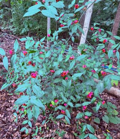 Hearts a Bustin’ / Strawberry Bush - Euonymus americanus