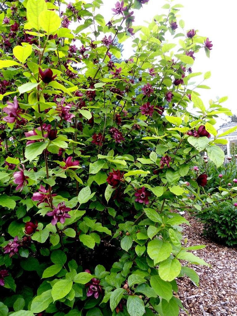 Sweetshrub /  Carolina All Spice - Calycanthus floridus