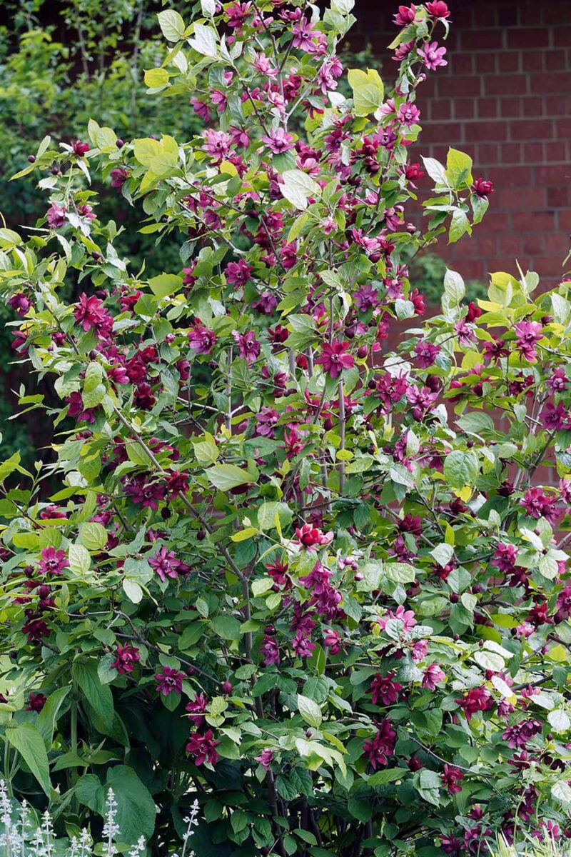 Sweetshrub /  Carolina All Spice - Calycanthus floridus