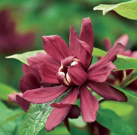 Sweetshrub /  Carolina All Spice - Calycanthus floridus