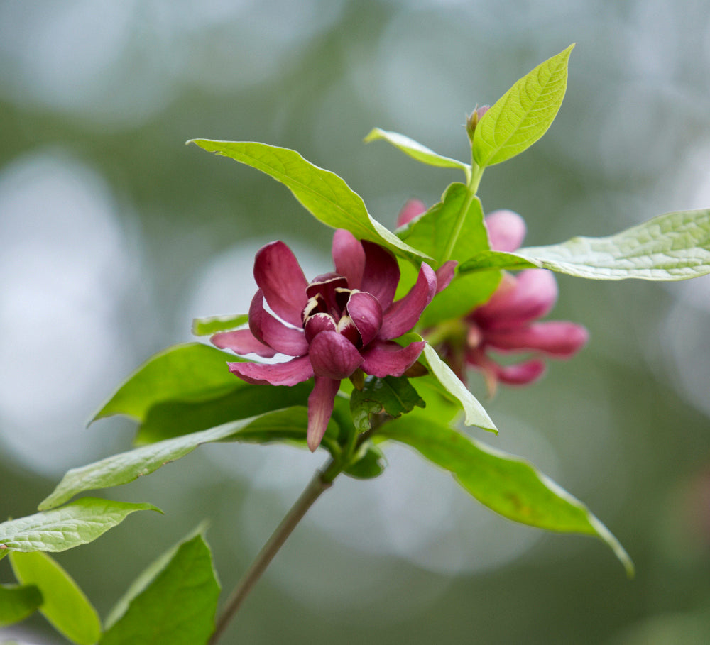 Sweetshrub /  Carolina All Spice - Calycanthus floridus