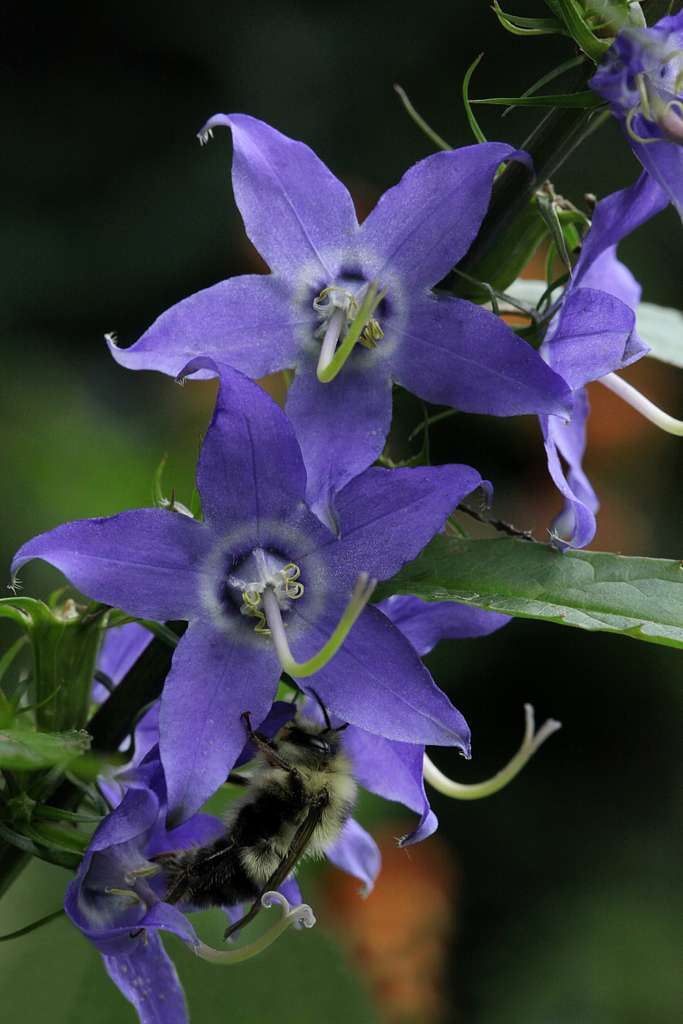 American Bellflower - Campanula americana