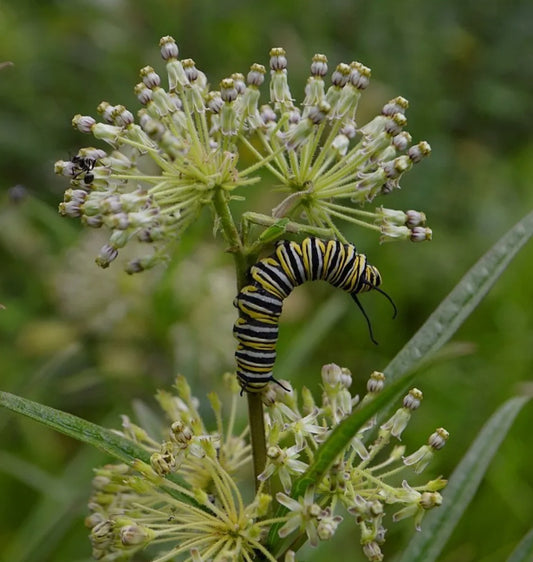 Tall Green Milkweed - Asclepias hirtella