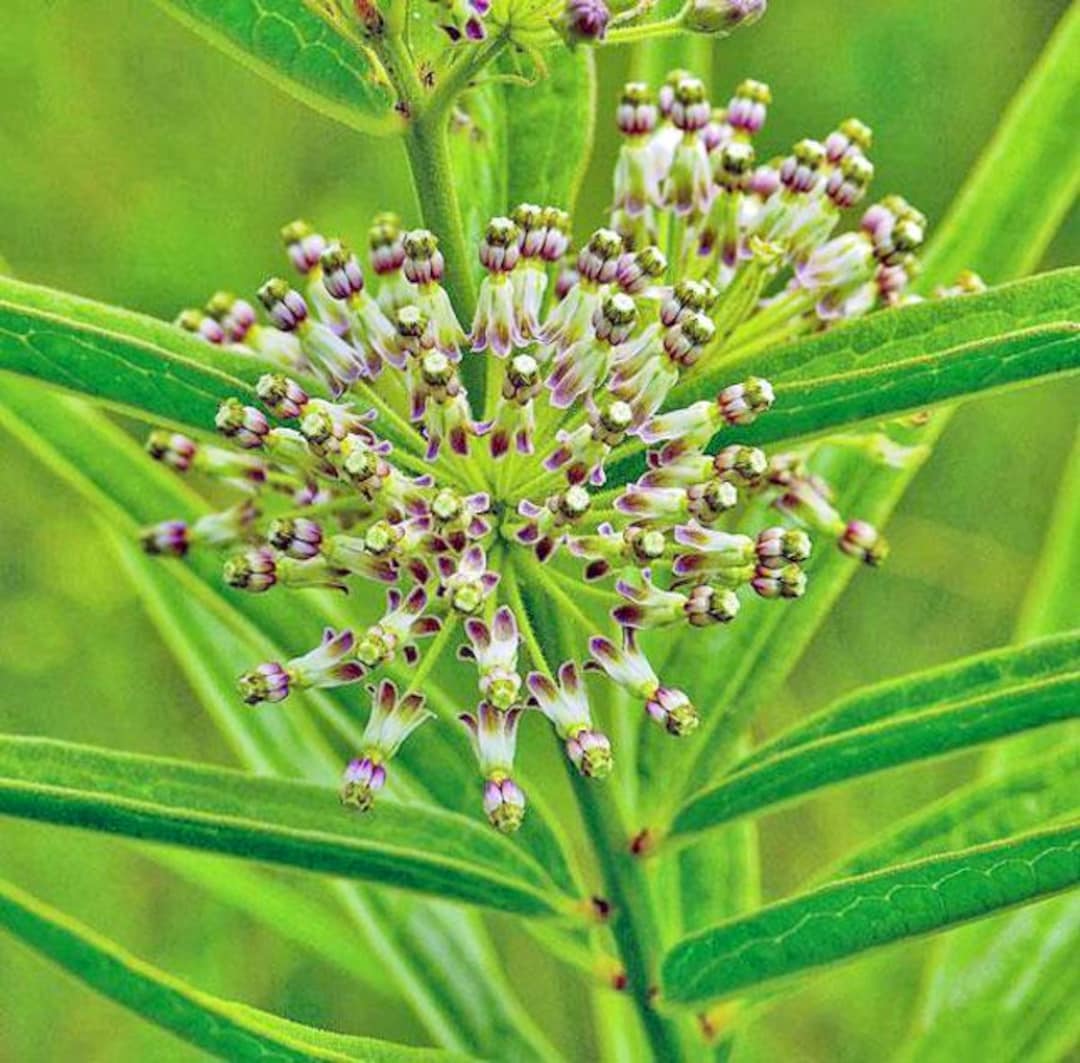 Tall Green Milkweed - Asclepias hirtella