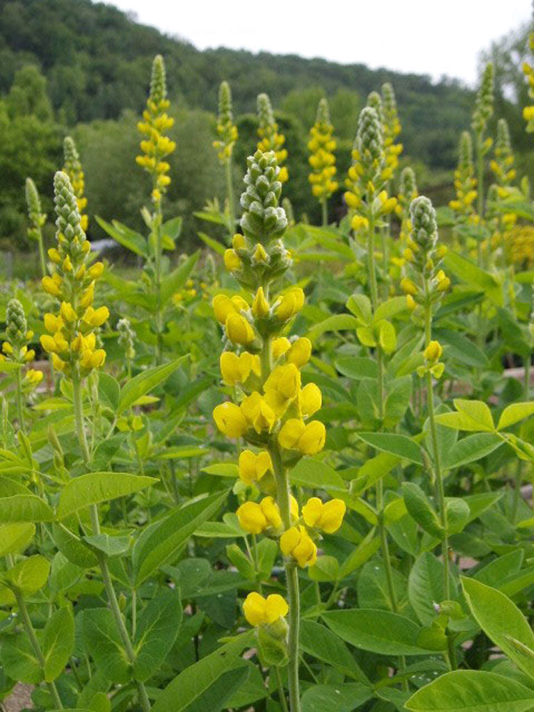 Carolina Bush Pea - Thermopsis villosa