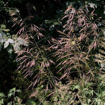 Purpletop Grass - Tridens flavus