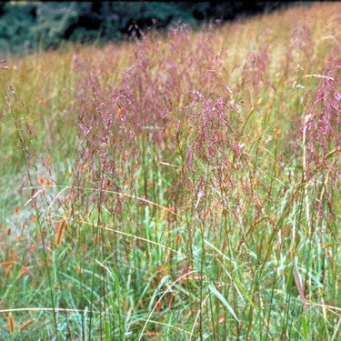 Purpletop Grass - Tridens flavus