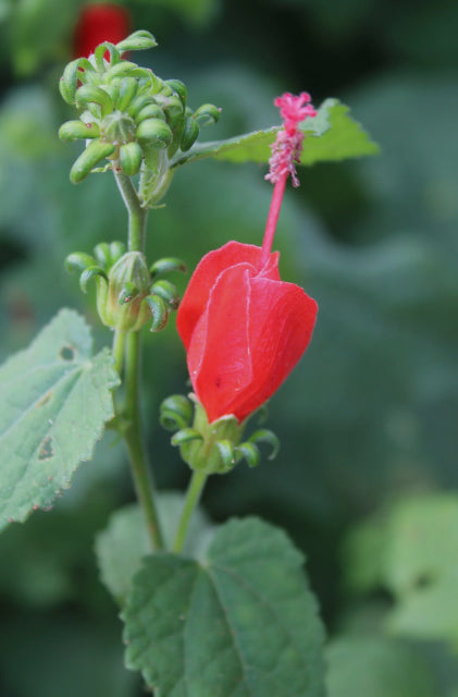 Turk's Cap - Malvaviscus arboreus