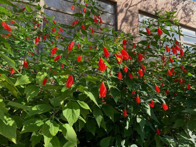 Turk's Cap - Malvaviscus arboreus