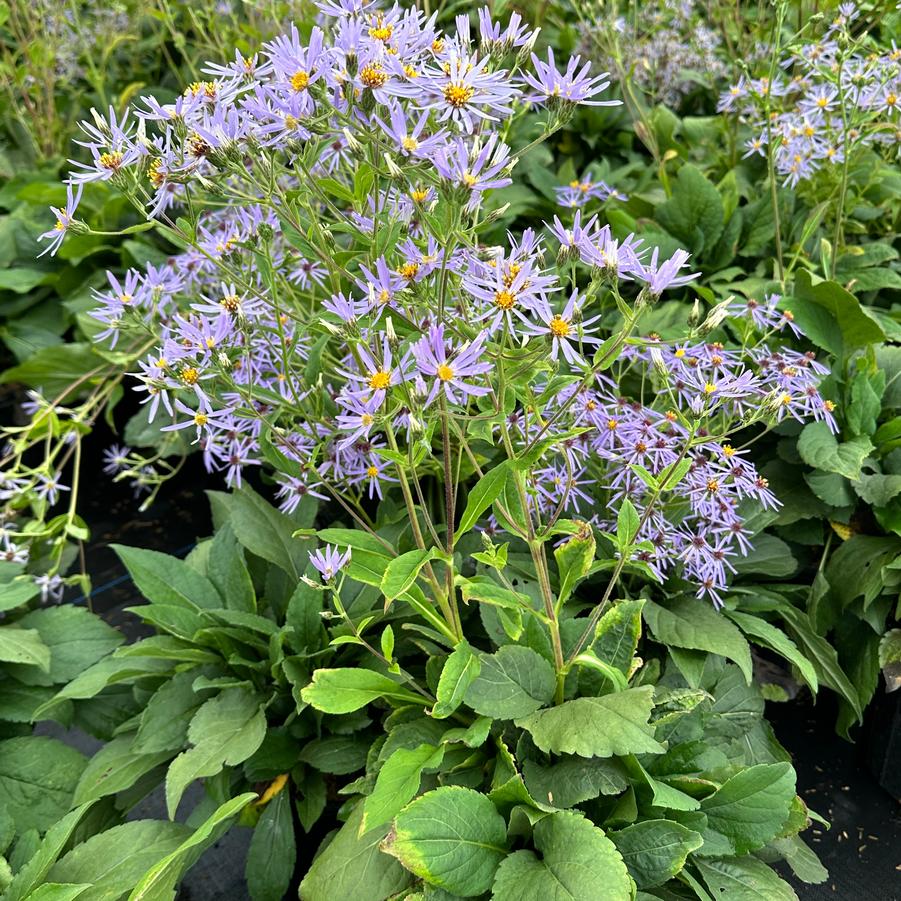 'Twilight' Big-Leaved Aster - Eurybia macrophylla 'Twilight'