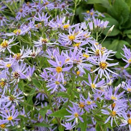 'Twilight' Big-Leaved Aster - Eurybia macrophylla 'Twilight'
