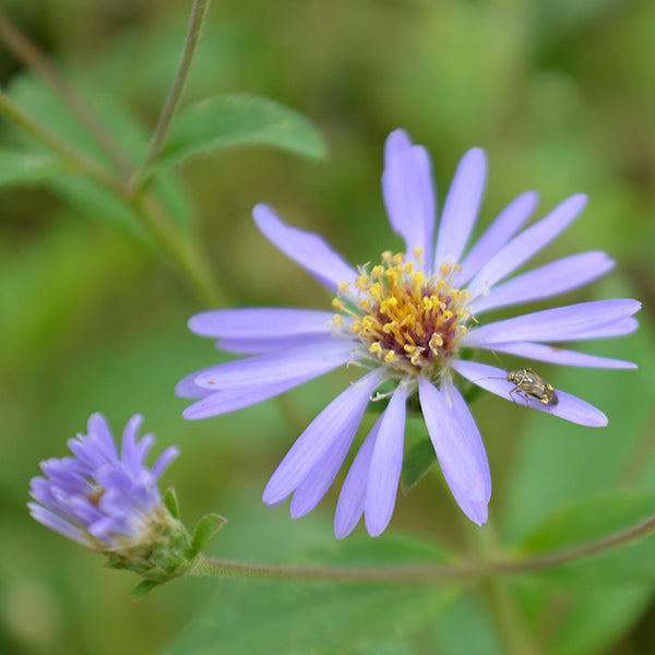 'Twilight' Big-Leaved Aster - Eurybia macrophylla 'Twilight'