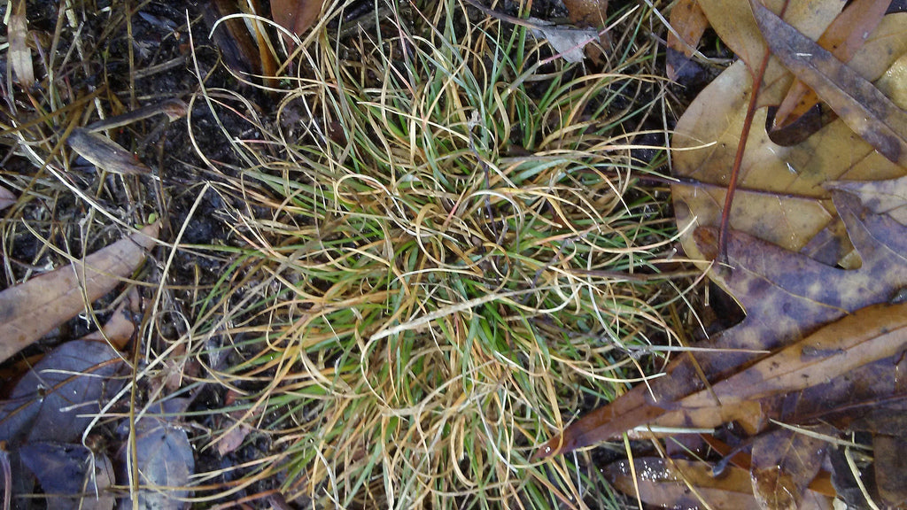 Poverty Oat Grass - Danthonia spicata
