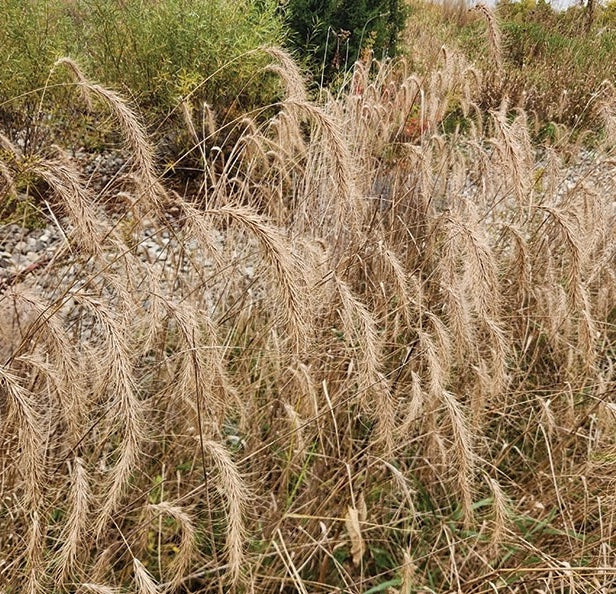 Virginia Wild Rye Grass - Elymus virginicus