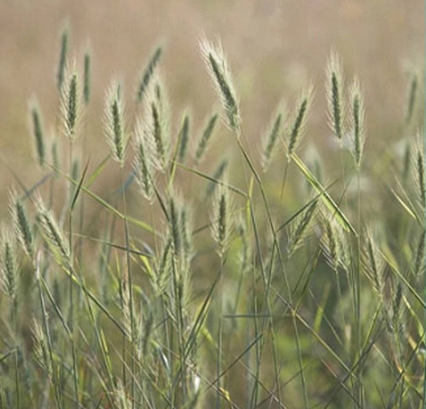 Virginia Wild Rye Grass - Elymus virginicus