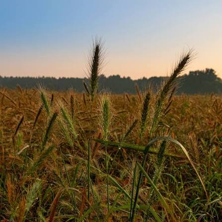 Virginia Wild Rye Grass - Elymus virginicus