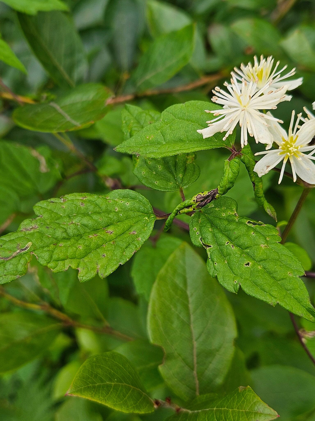Virgin's Bower - Clematis virginiana