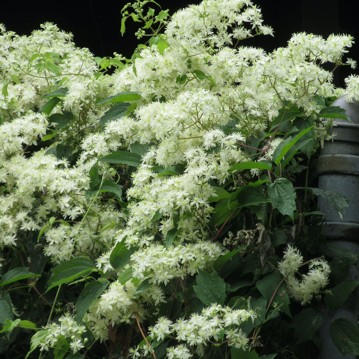 Virgin's Bower - Clematis virginiana