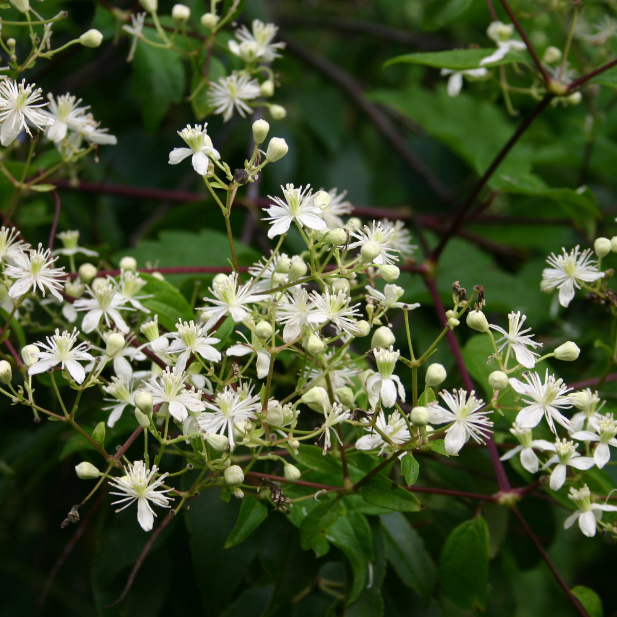 Virgin's Bower - Clematis virginiana