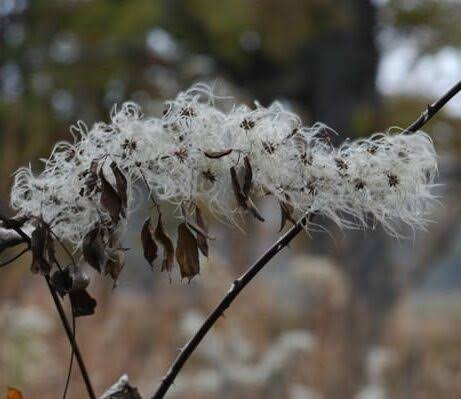 Virgin's Bower - Clematis virginiana