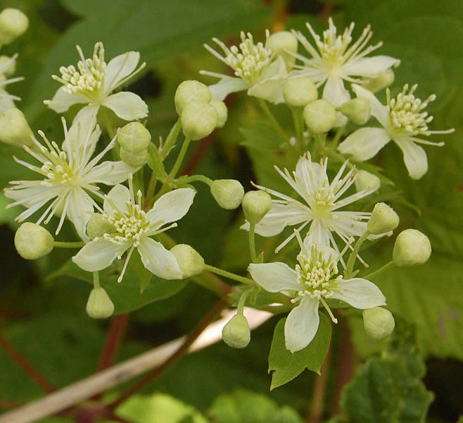 Virgin's Bower - Clematis virginiana