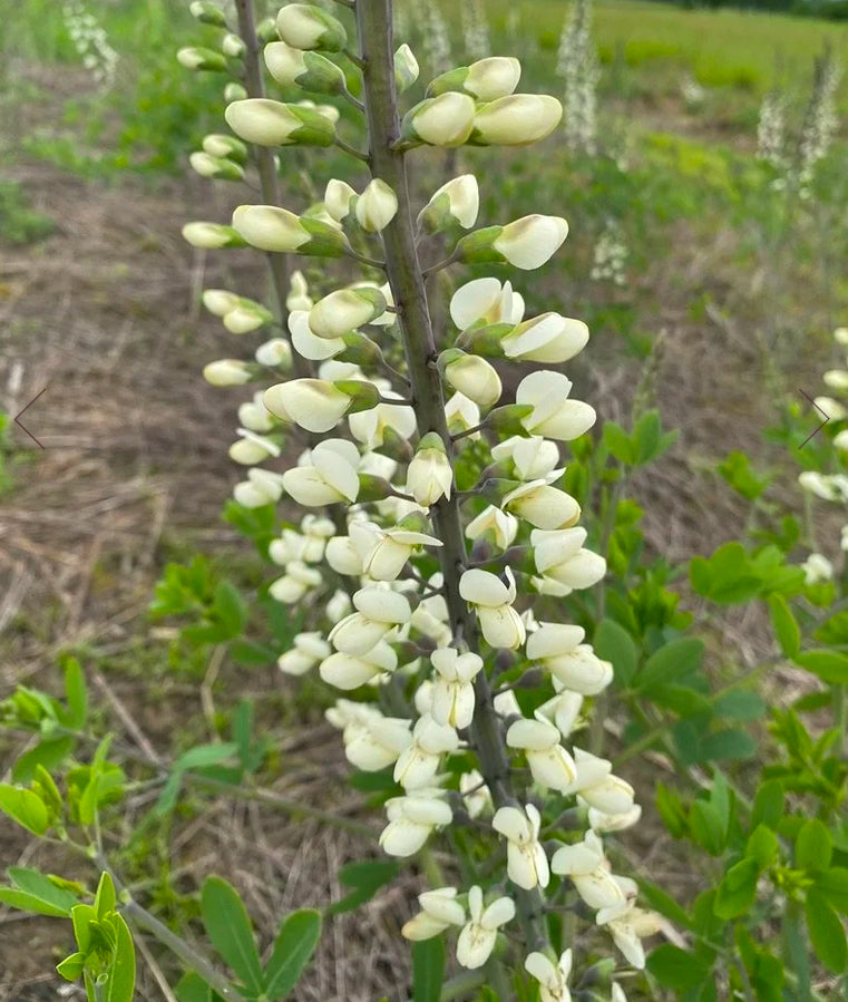 White False Indigo - Baptisia alba