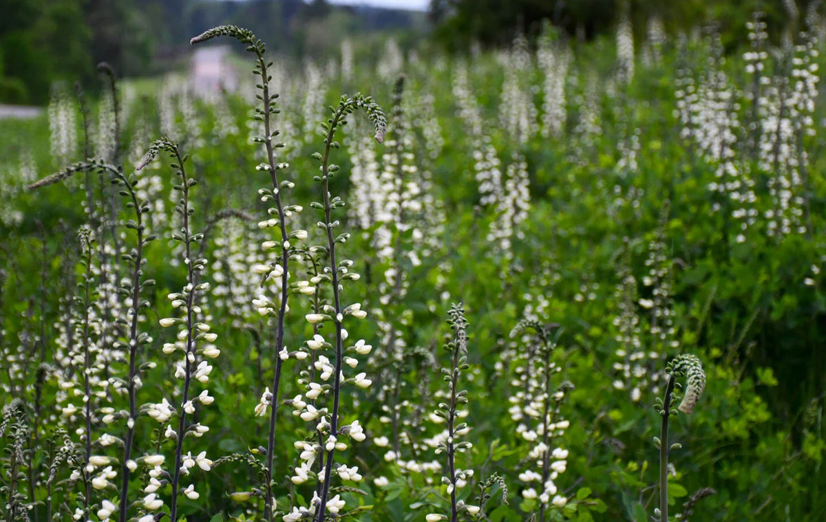 White False Indigo - Baptisia alba