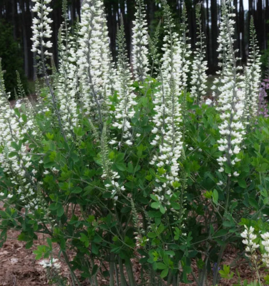 White False Indigo - Baptisia alba