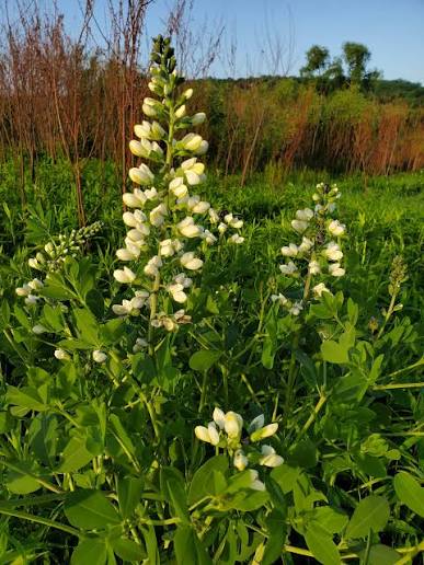 White False Indigo - Baptisia alba