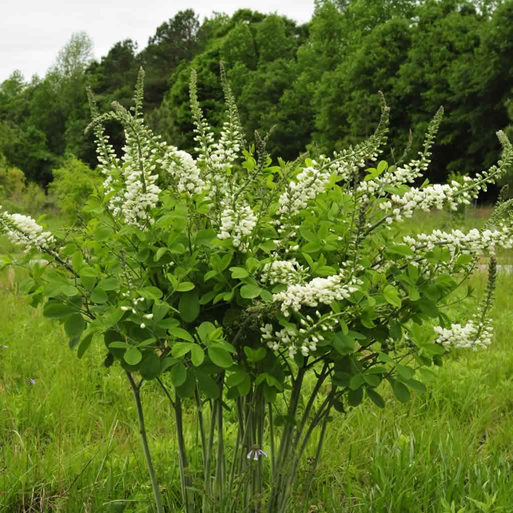White False Indigo - Baptisia alba