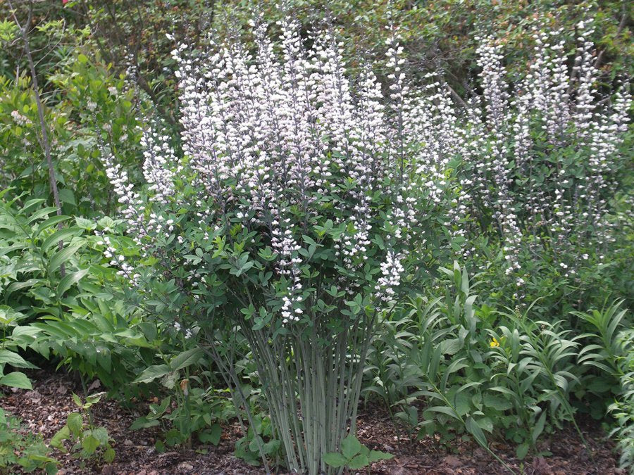 White False Indigo - Baptisia alba