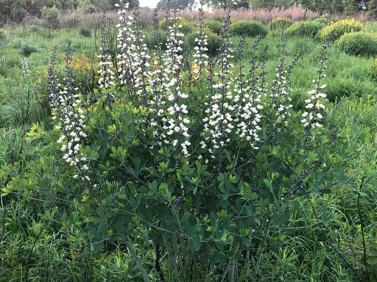 White False Indigo - Baptisia alba