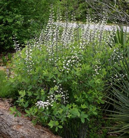 White False Indigo - Baptisia alba