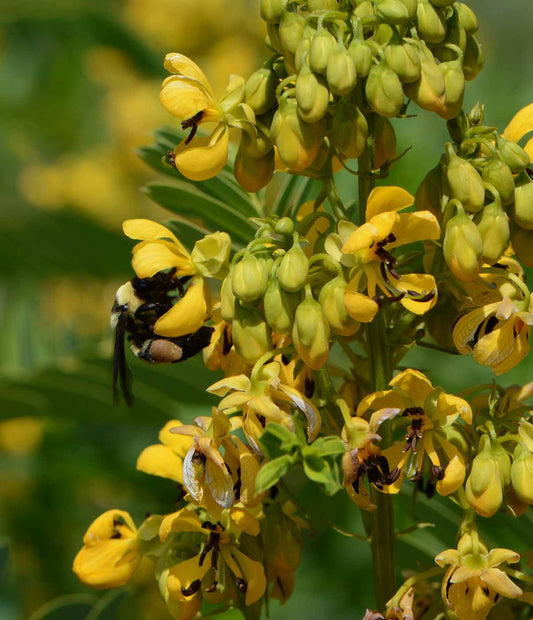 American Senna - Senna hebecarpa