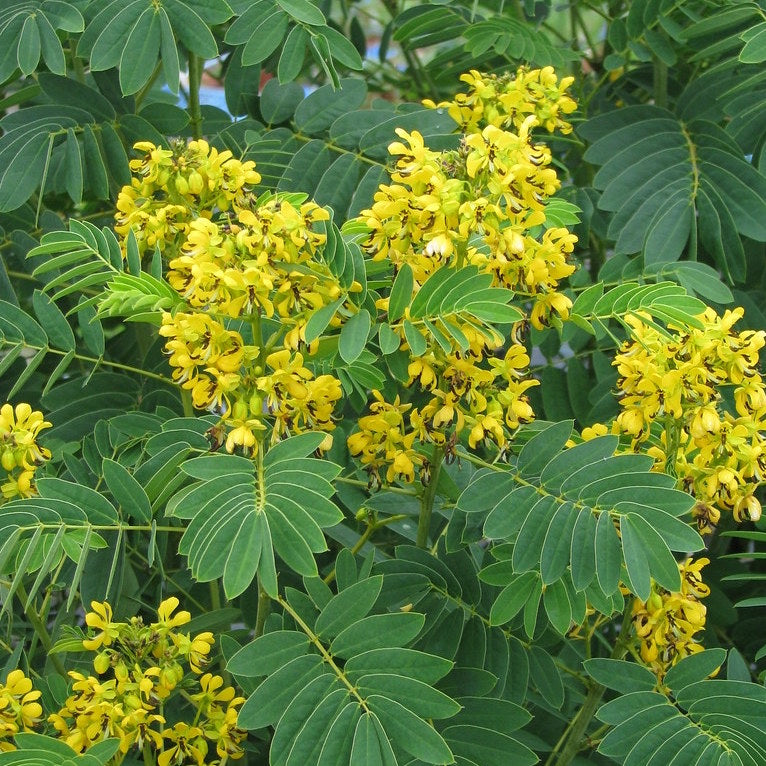 American Senna - Senna hebecarpa