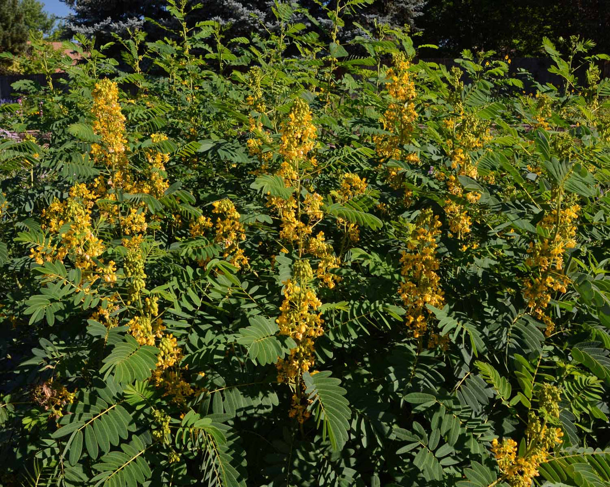 American Senna - Senna hebecarpa