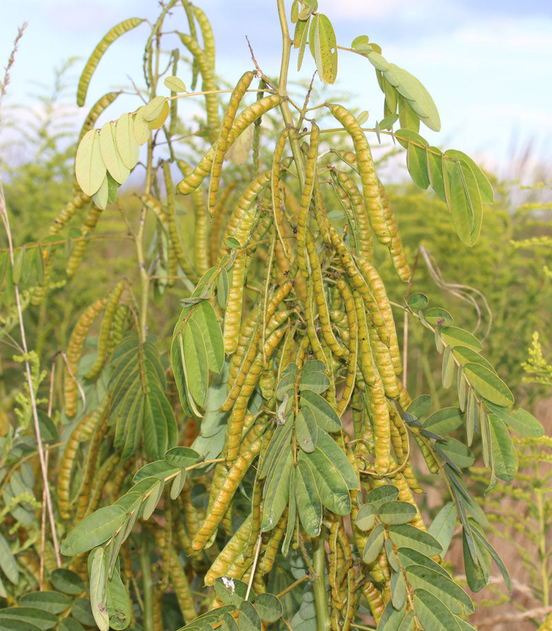 American Senna - Senna hebecarpa