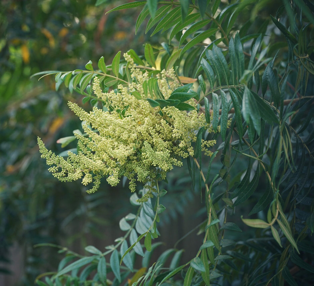 Winged, Shining, or Flameleaf Sumac - Rhus copallina