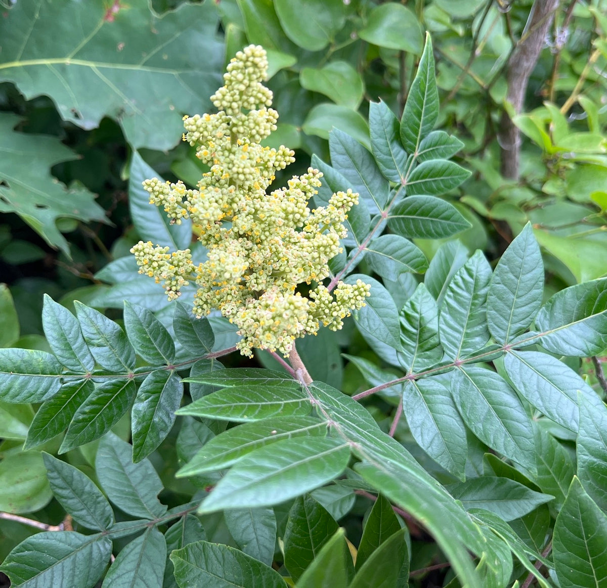 Winged, Shining, or Flameleaf Sumac - Rhus copallina