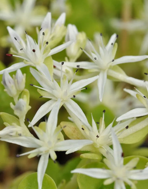 Woodland Stonecrop - Sedum ternatum