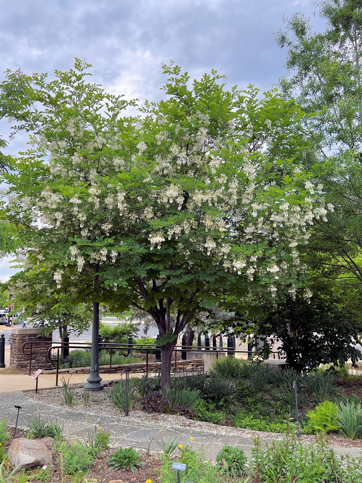 Yellowwood - Cladrastis kentukea