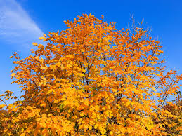 Yellowwood - Cladrastis kentukea