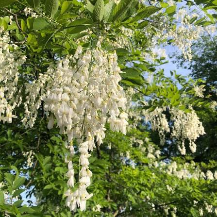 Yellowwood - Cladrastis kentukea