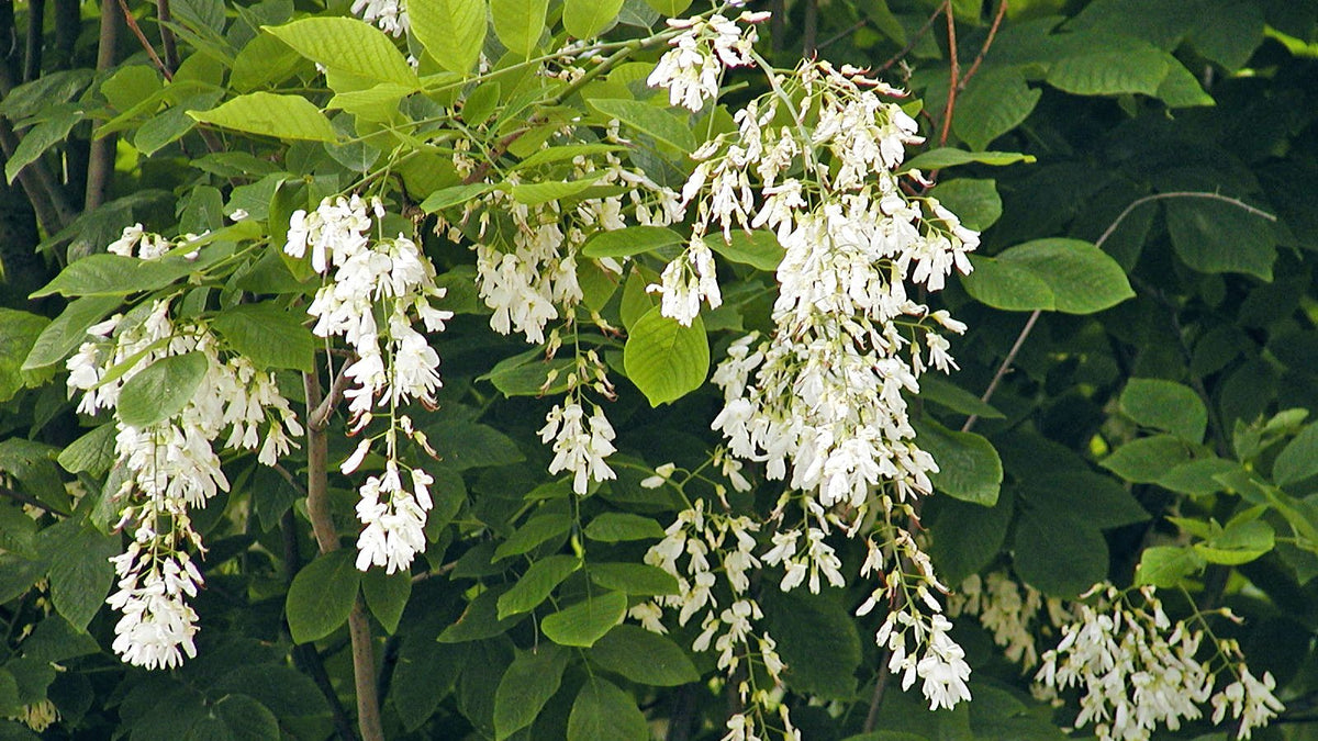 Yellowwood - Cladrastis kentukea