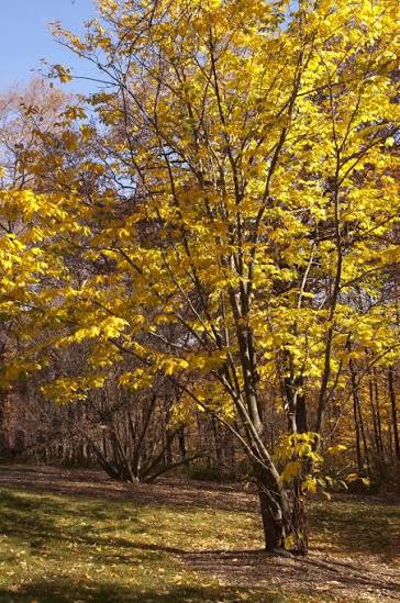 Yellowwood - Cladrastis kentukea