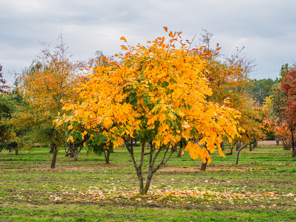 Yellowwood - Cladrastis kentukea