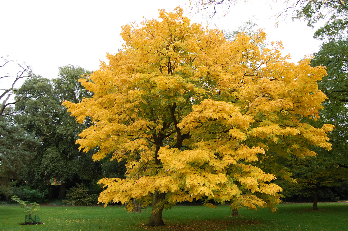 Yellowwood - Cladrastis kentukea